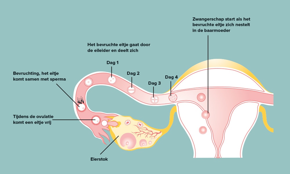 Week Zwanger I Je Vruchtbare Dagen En D Vrijpartij