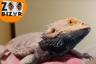 7x bijzondere dierenparken in eigen land die zeker een bezoekje waard zijn Ouders van Nu Redactie