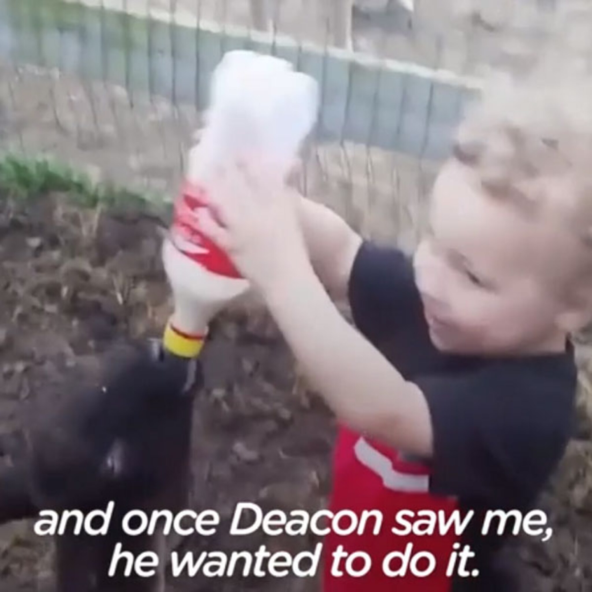 peuter is beste vrienden met het lammetje william