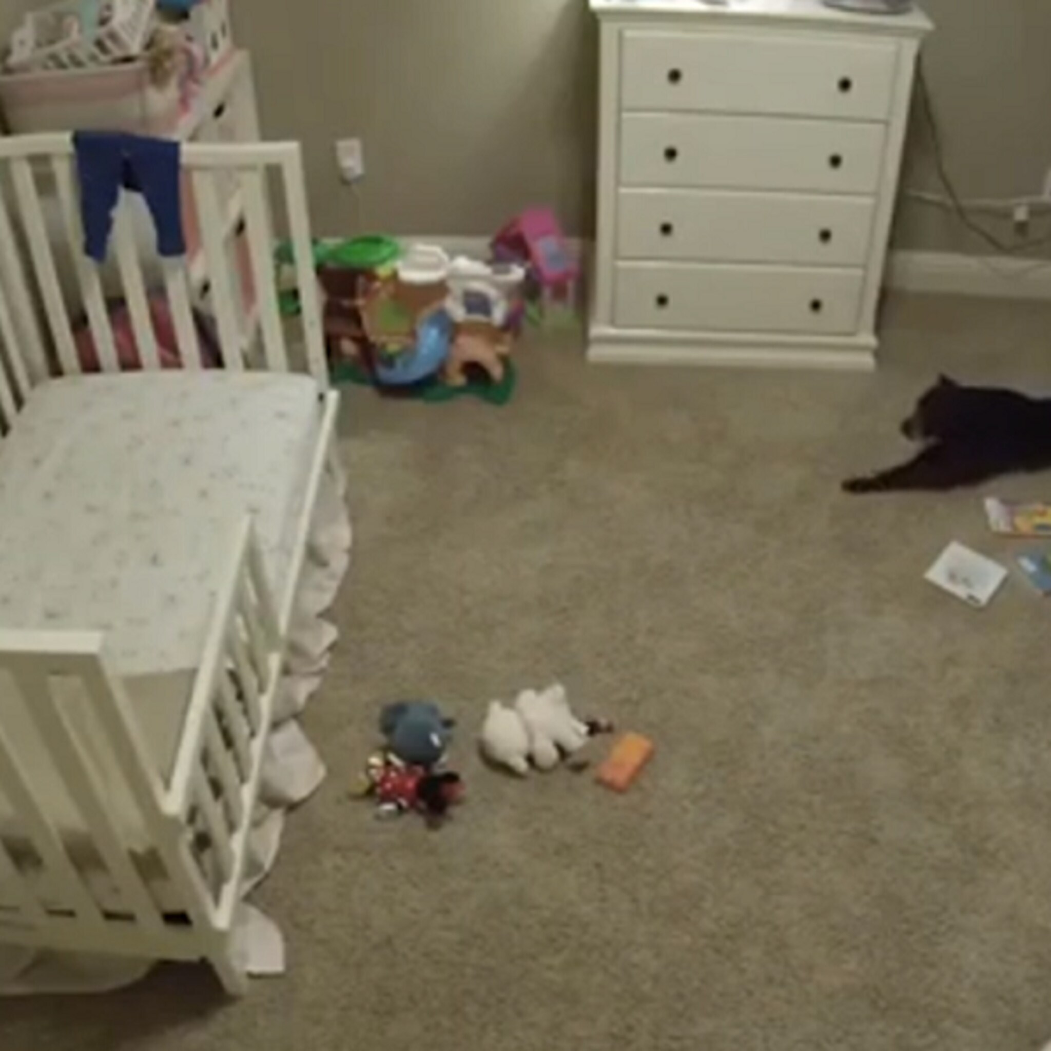 hond sluipt stiekem en op briljante wijze babykamer in
