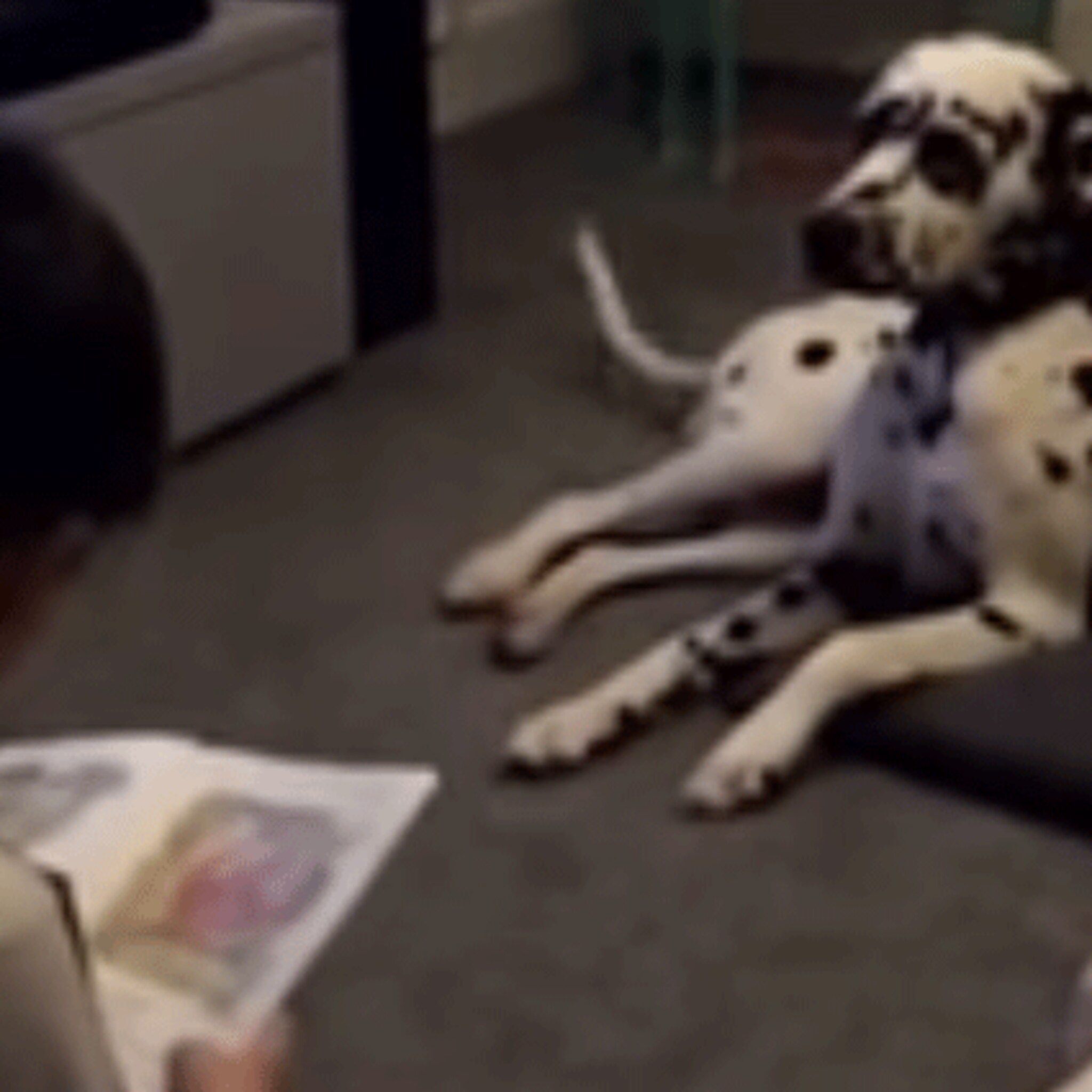lief honden helpen autistische jongen over zijn leesangst heen