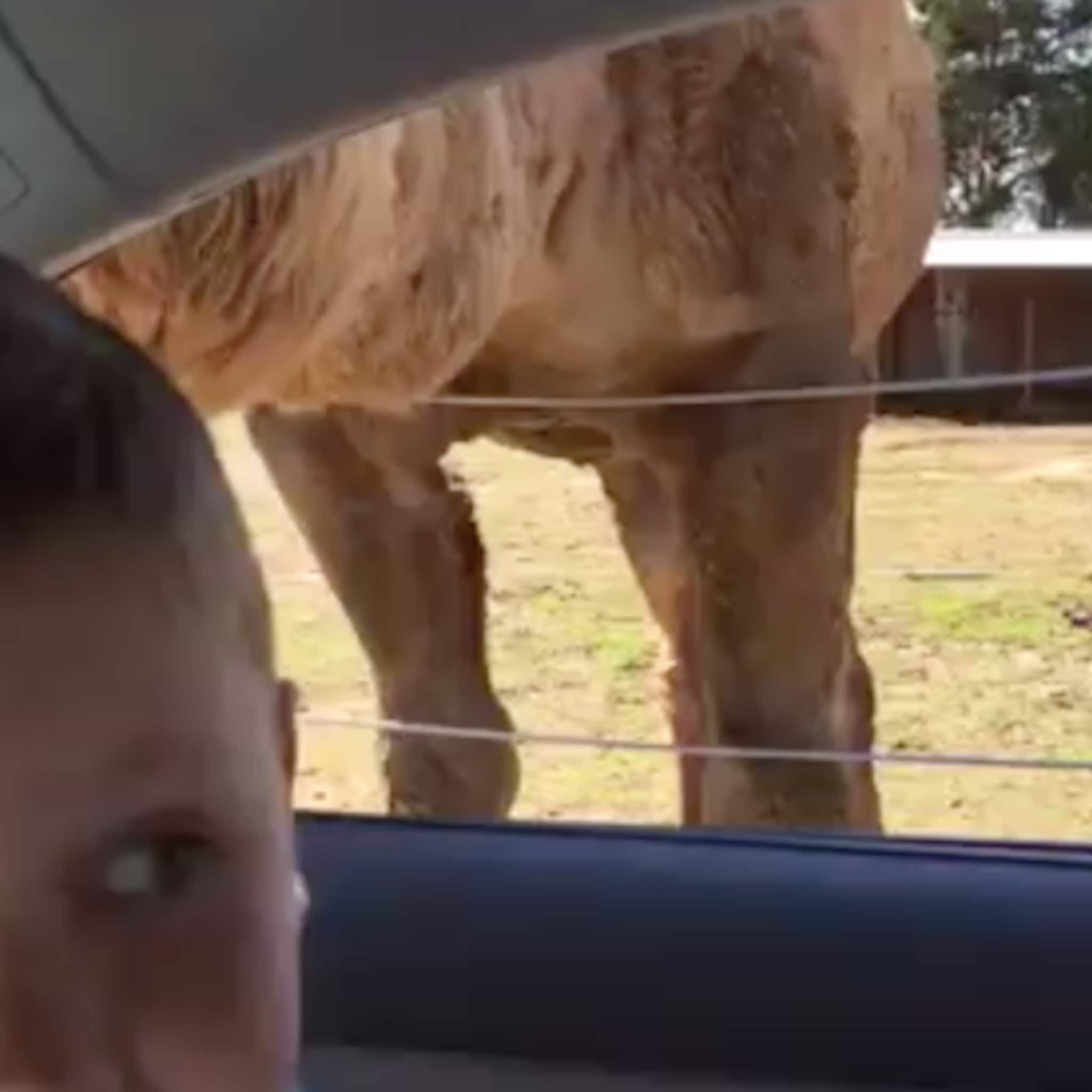 wel heel dichtbij jongen schrikt van lama in safaripark