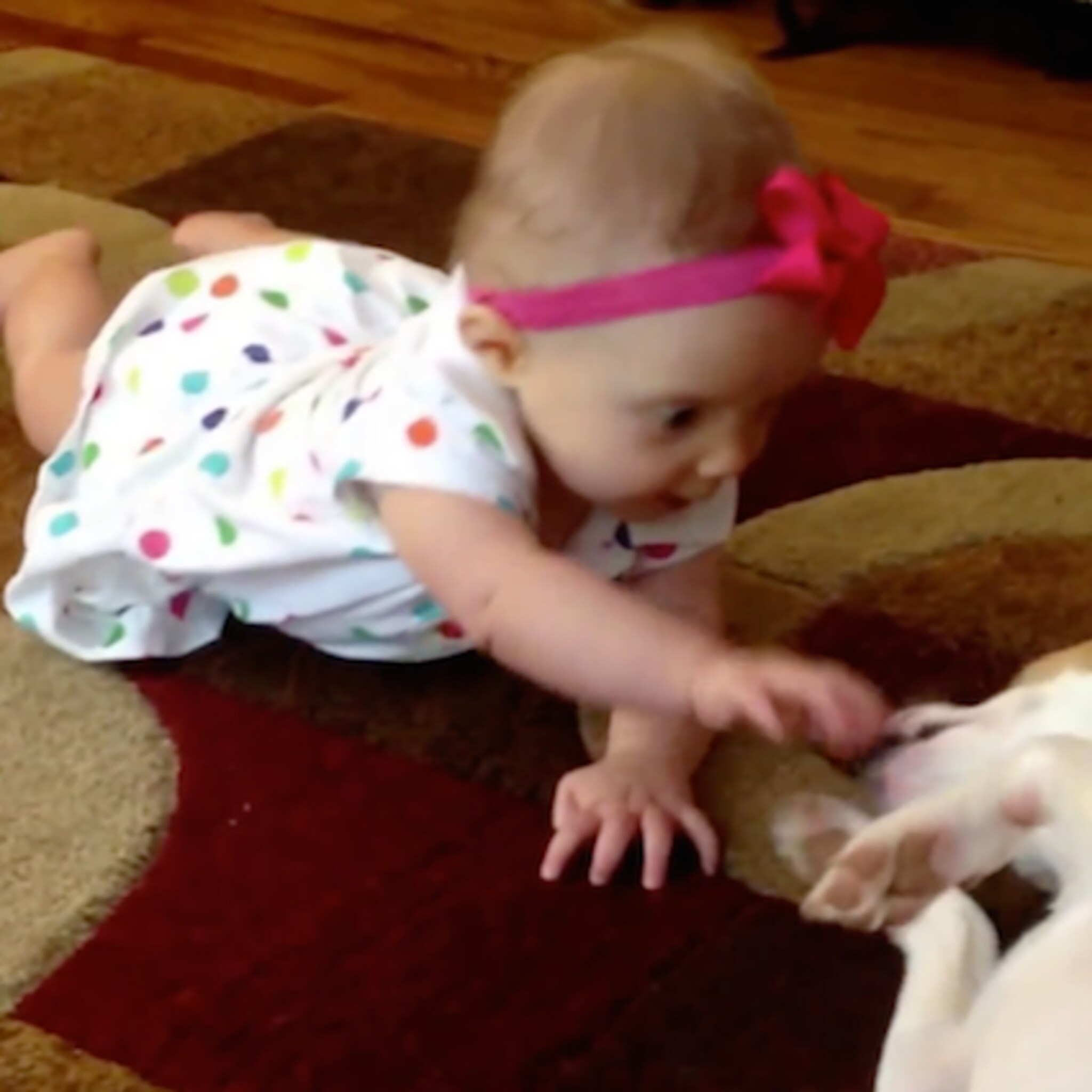 lief hond met engelengeduld leert baby kruipen