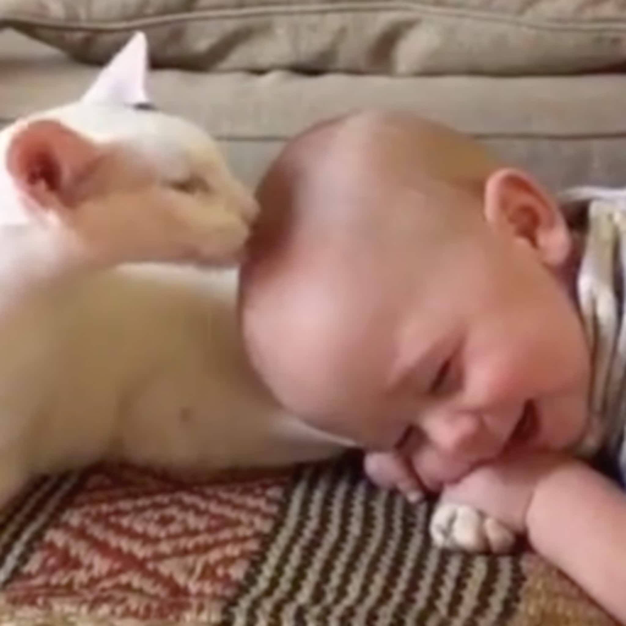 geadopteerde kat direct vriendjes met baby