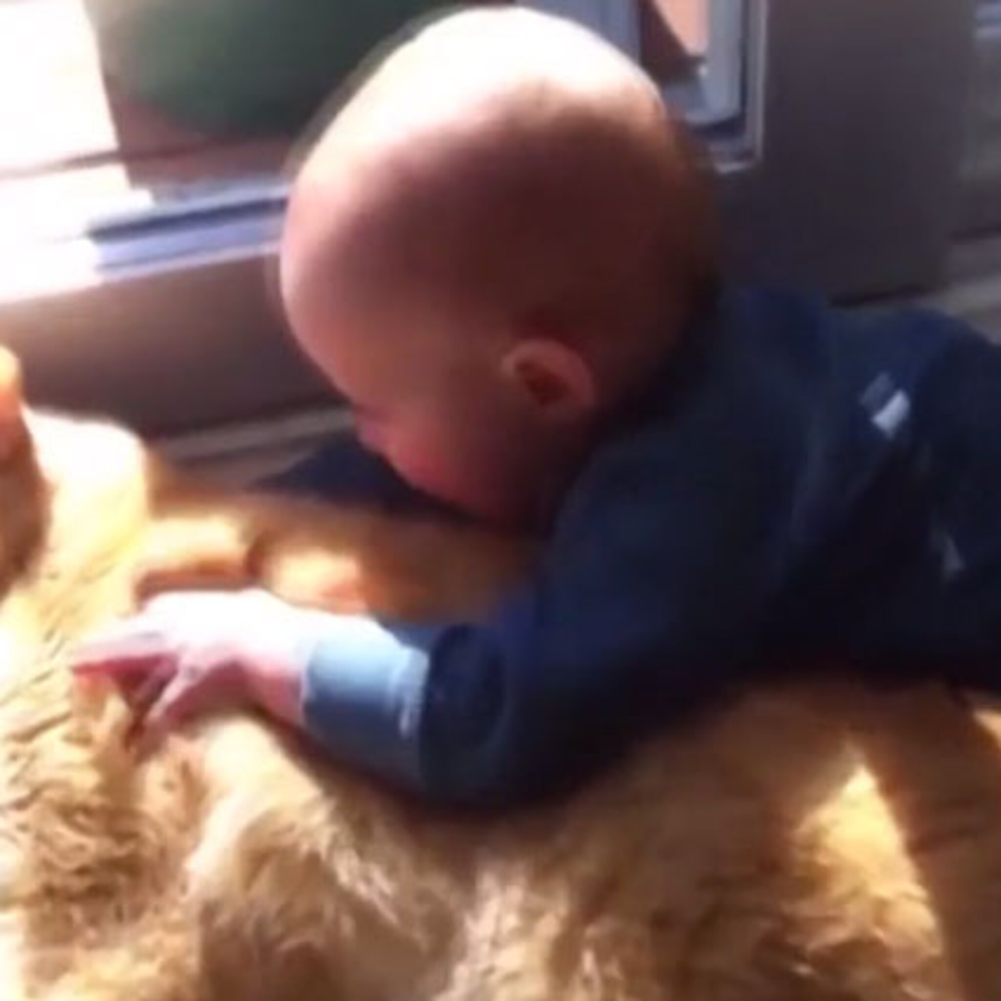 aandoenlijk baby s knuffelen met hun huisdier