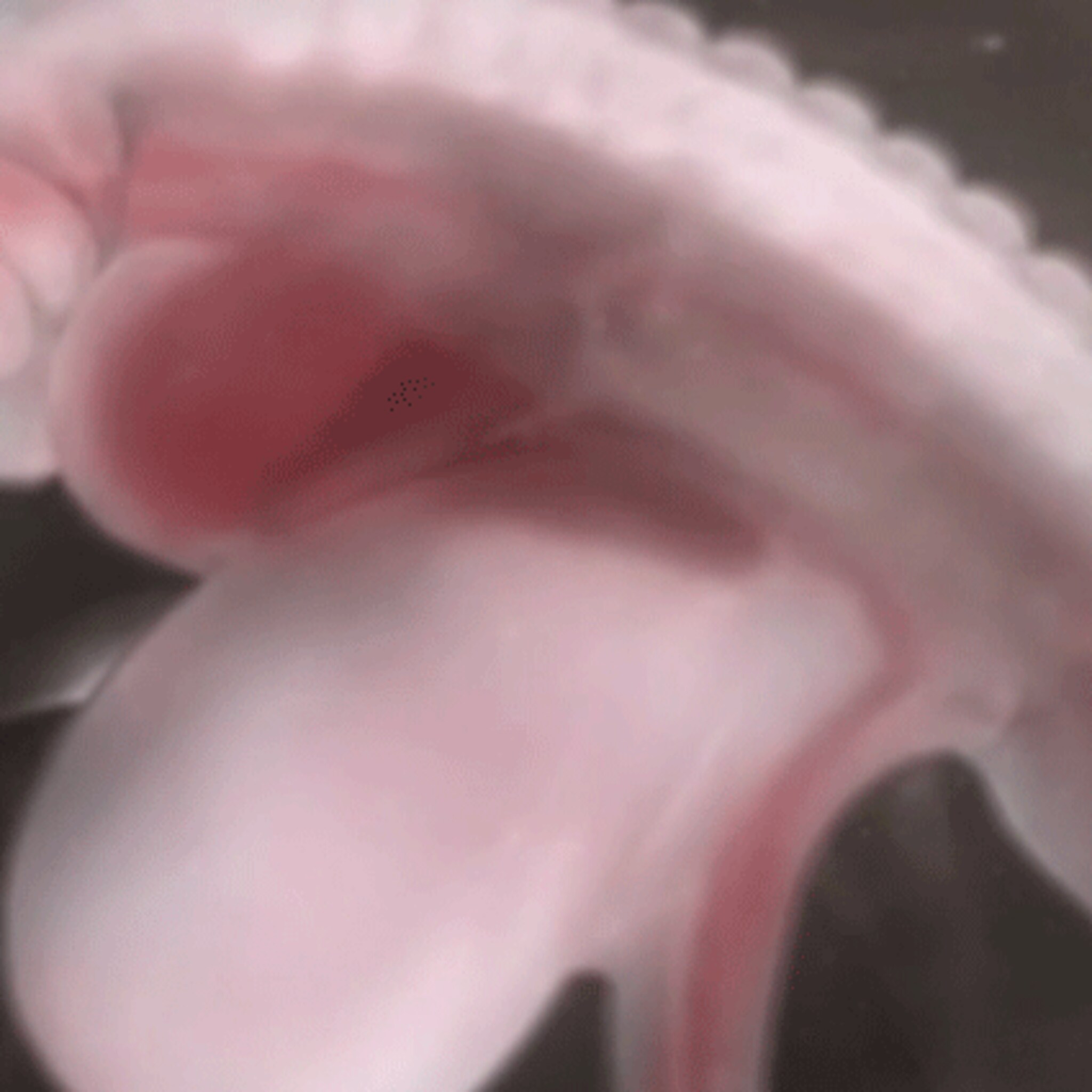 ontwikkeling van embryo tot foetus