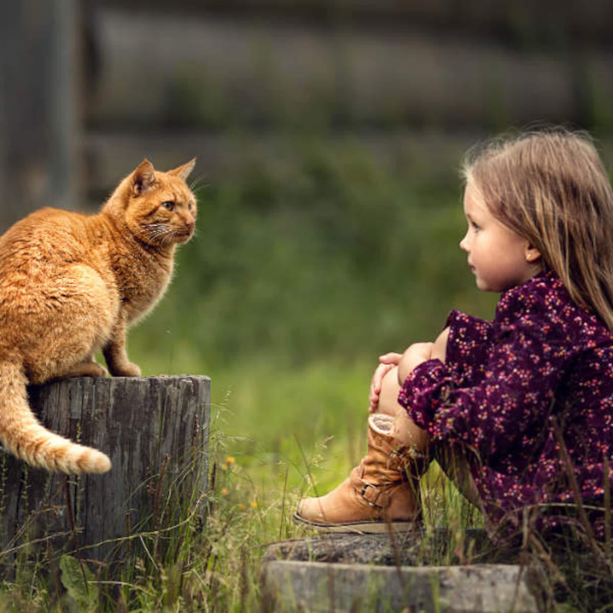 en toen ging de kat dood