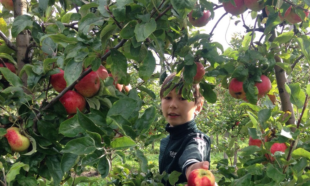Leuk uitje: 5 plekken waar je zelf appels plukt Ouders van Nu Redactie