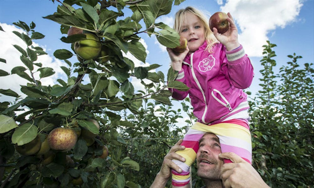 Leuk uitje: 5 plekken waar je zelf appels plukt Ouders van Nu Redactie