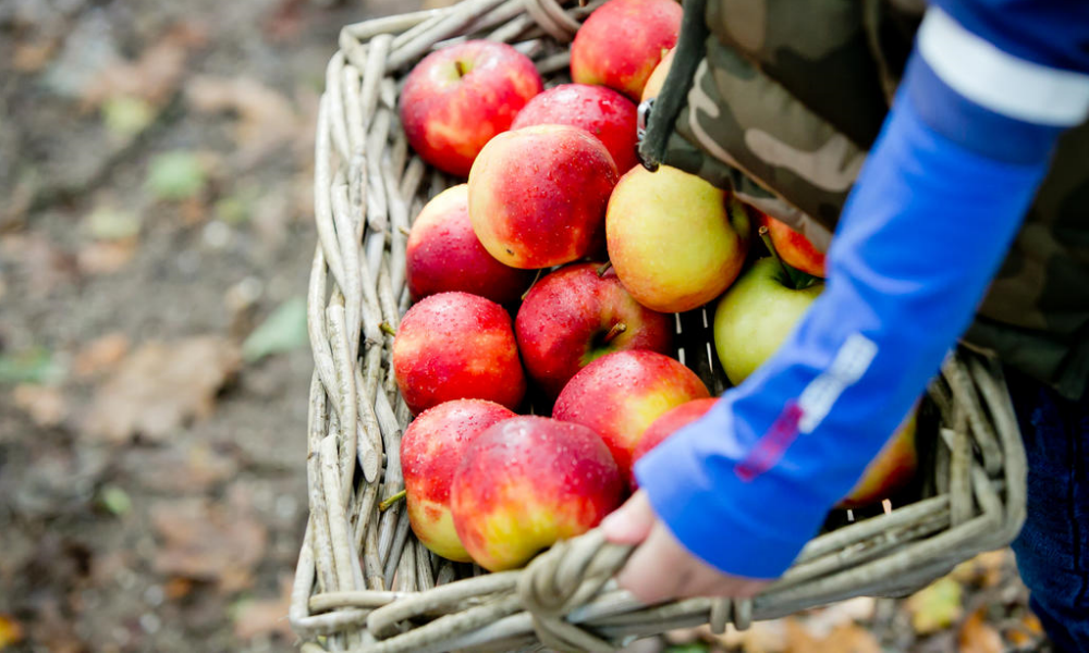 Leuk uitje: 5 plekken waar je zelf appels plukt Ouders van Nu Redactie