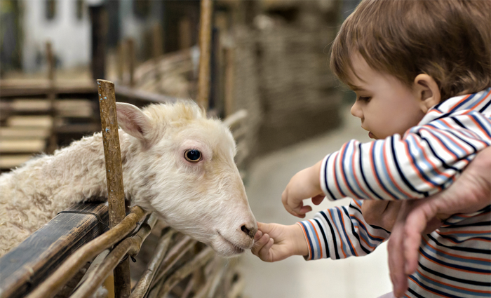 10x Lammetjes kijken Ouders van Nu Redactie