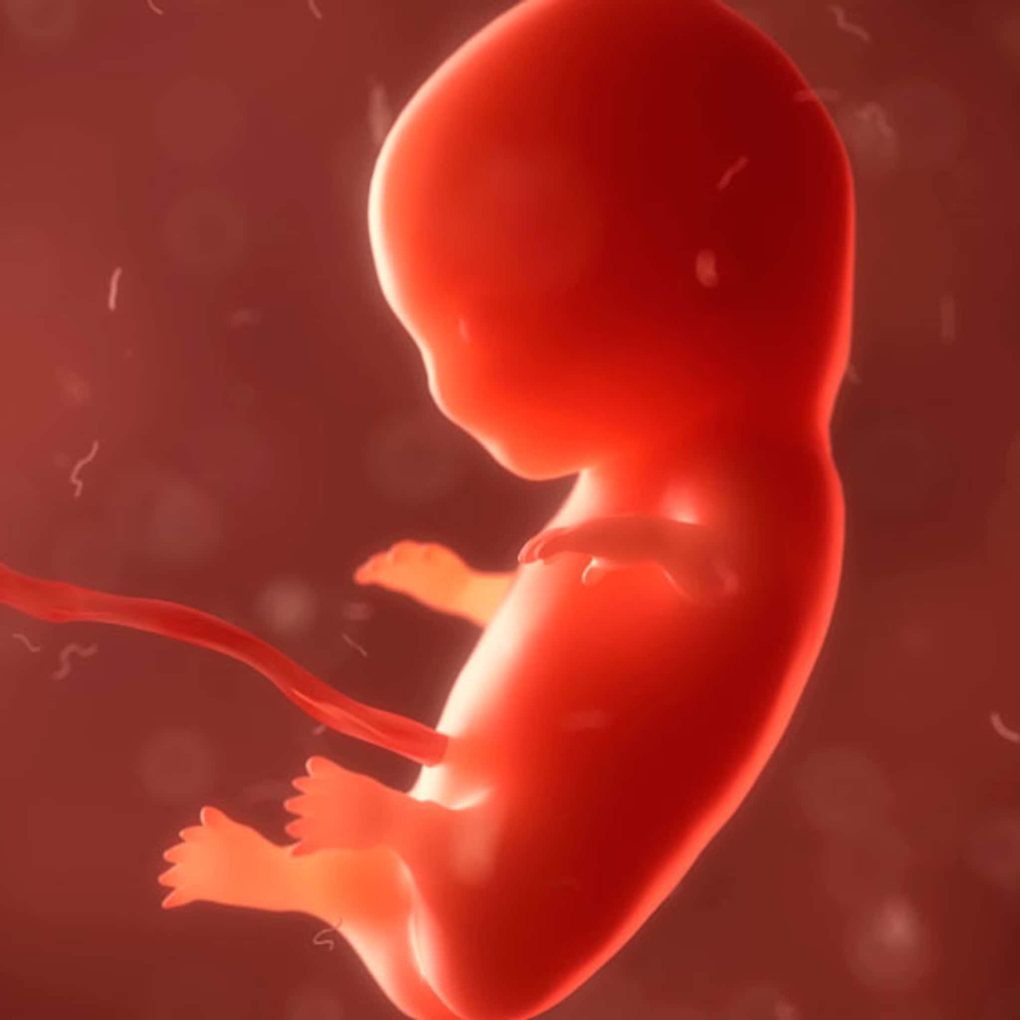 alles-over-het-embryo-de-eerste-acht-weken-van-je-baby