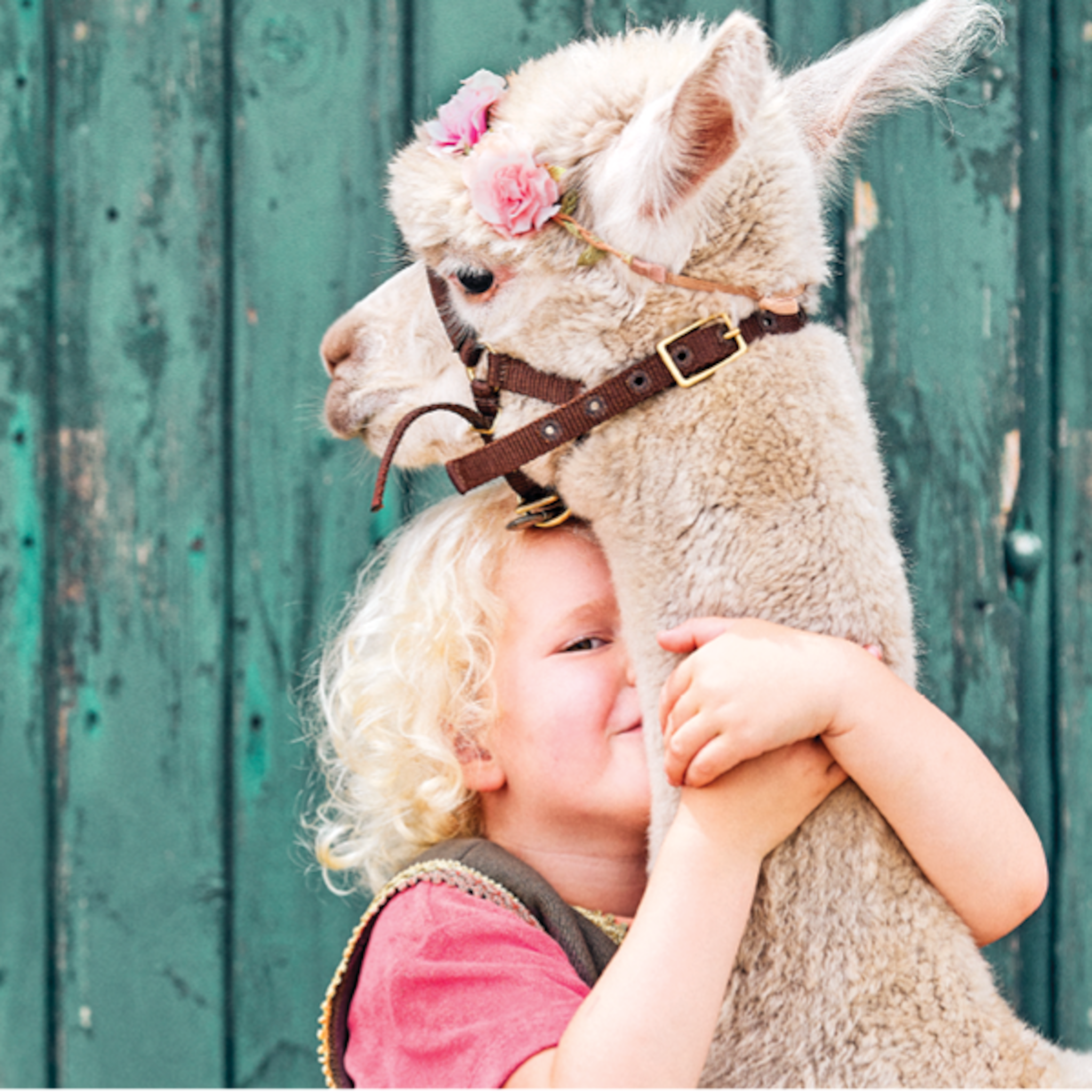 nina is drie en legt uit hoe je een alpaca het beste aait