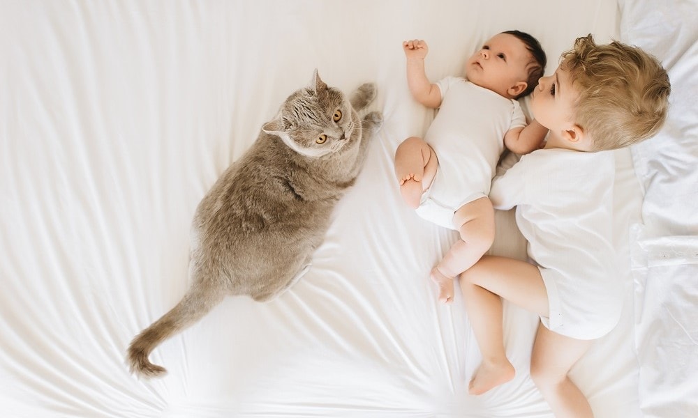 Help, mijn kat is krols! Komt dat door de baby? Getty Images