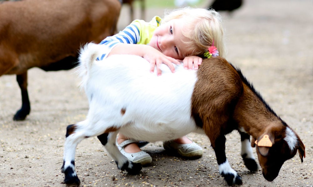 Zwanger? Sla een bezoekje aan de kinderboerderij liever over Shutterstock