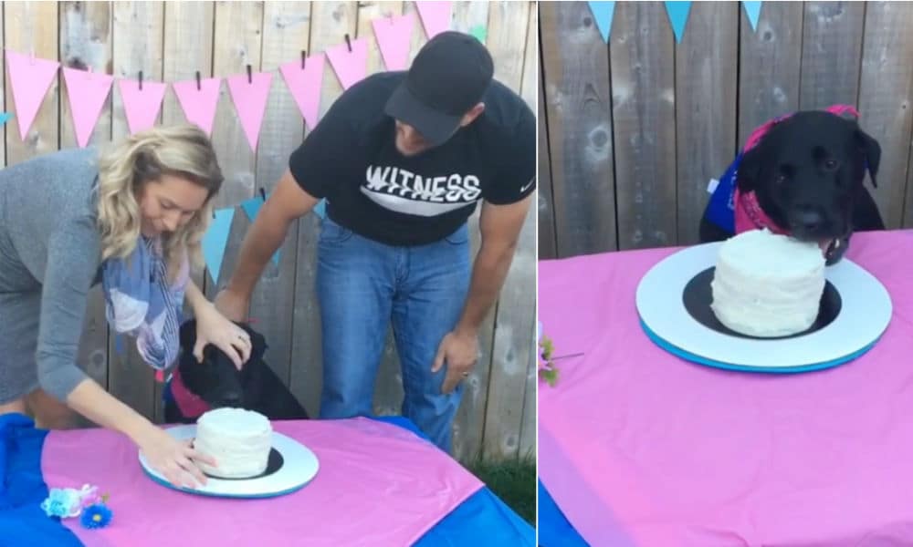 Originele gender reveal: laat je hond onthullen of het een jongen of meisje wordt Ouders van Nu Redactie