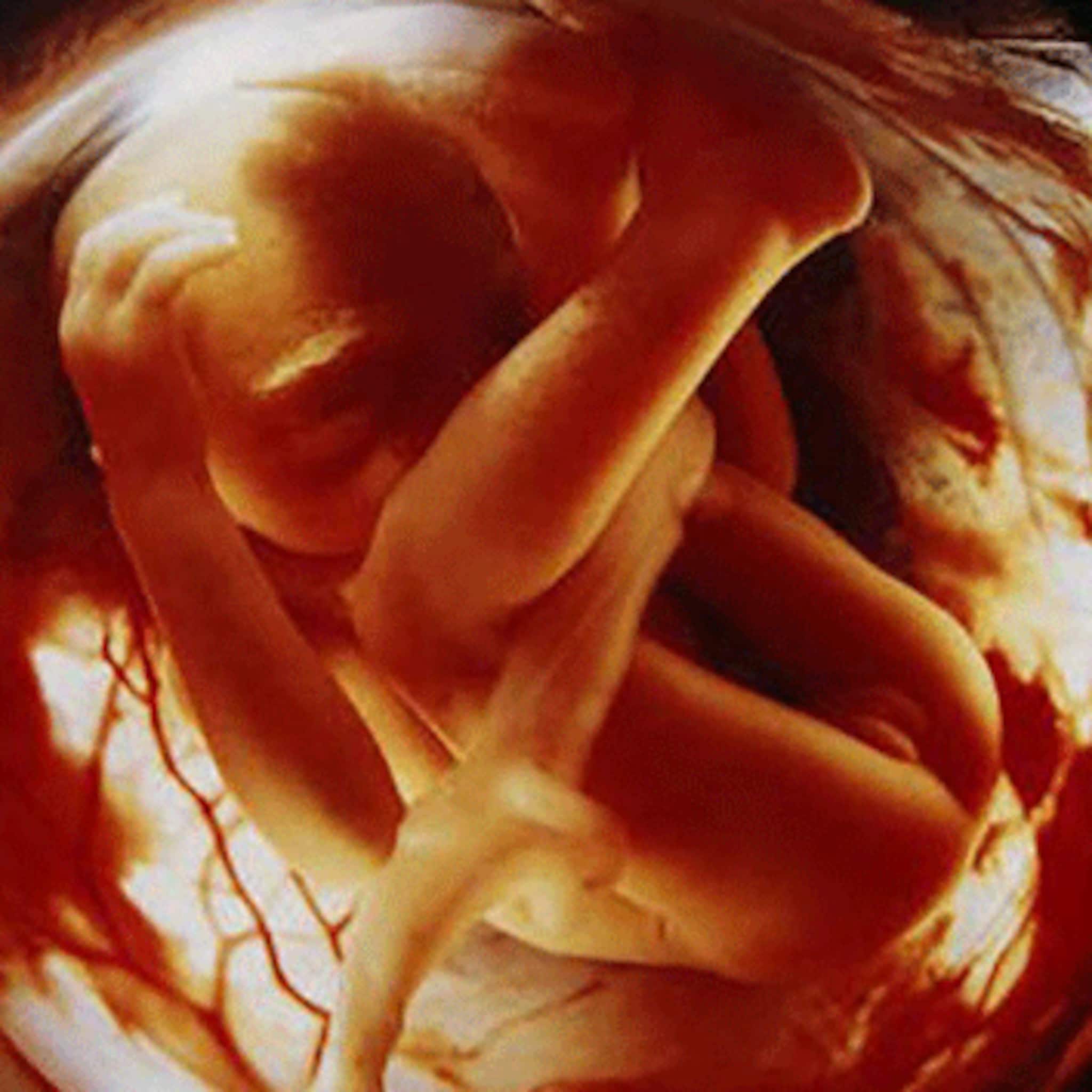 documentaire van zaadcel tot baby