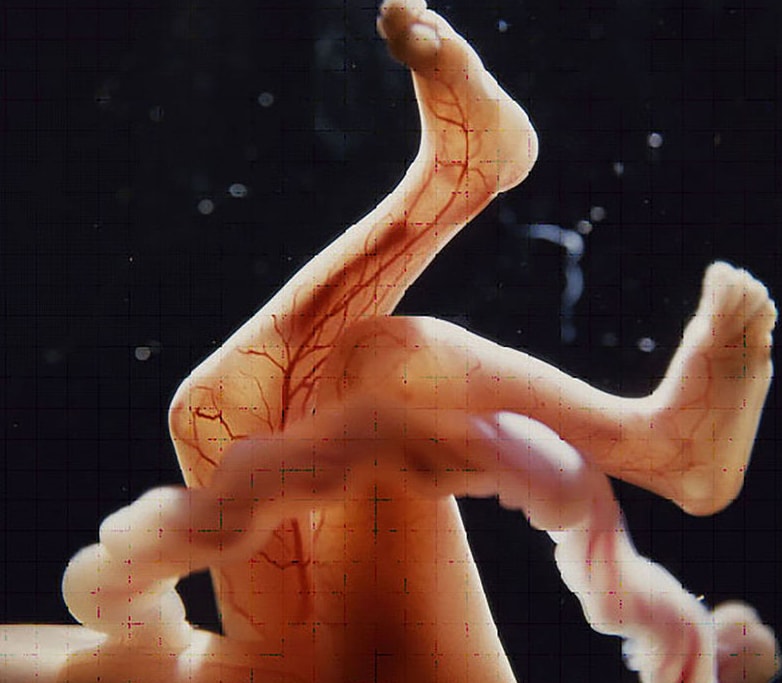 Documentaire: van zaadcel tot baby Ouders van Nu Redactie