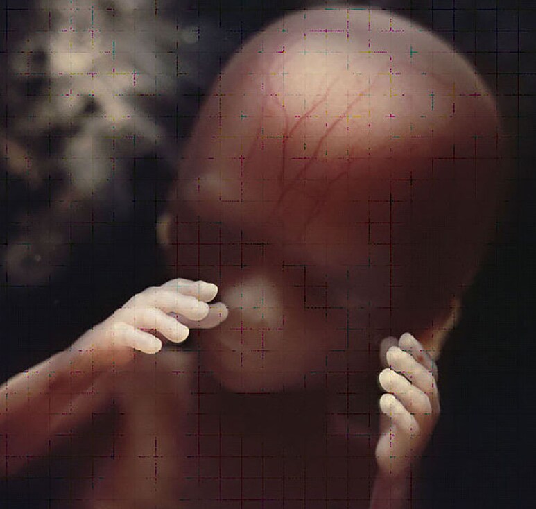 Documentaire: van zaadcel tot baby Ouders van Nu Redactie
