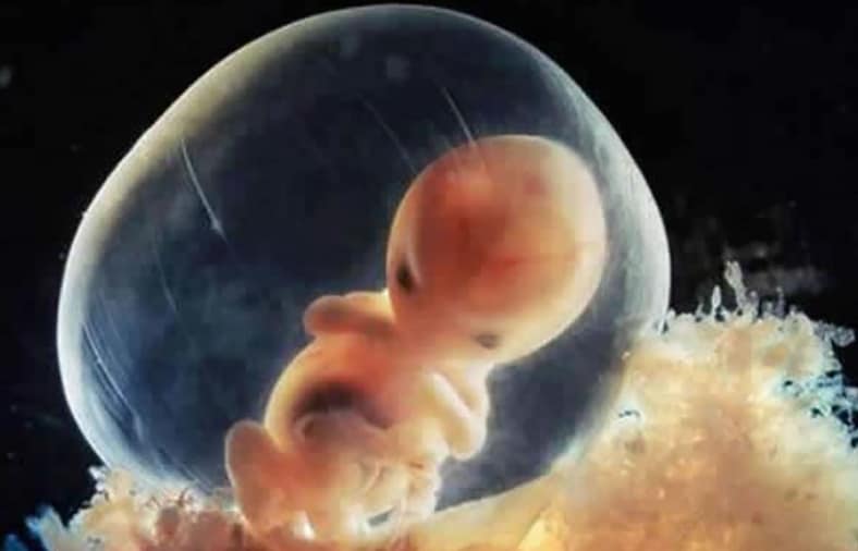 Documentaire: van zaadcel tot baby Ouders van Nu Redactie