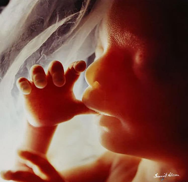 Documentaire: van zaadcel tot baby Ouders van Nu Redactie