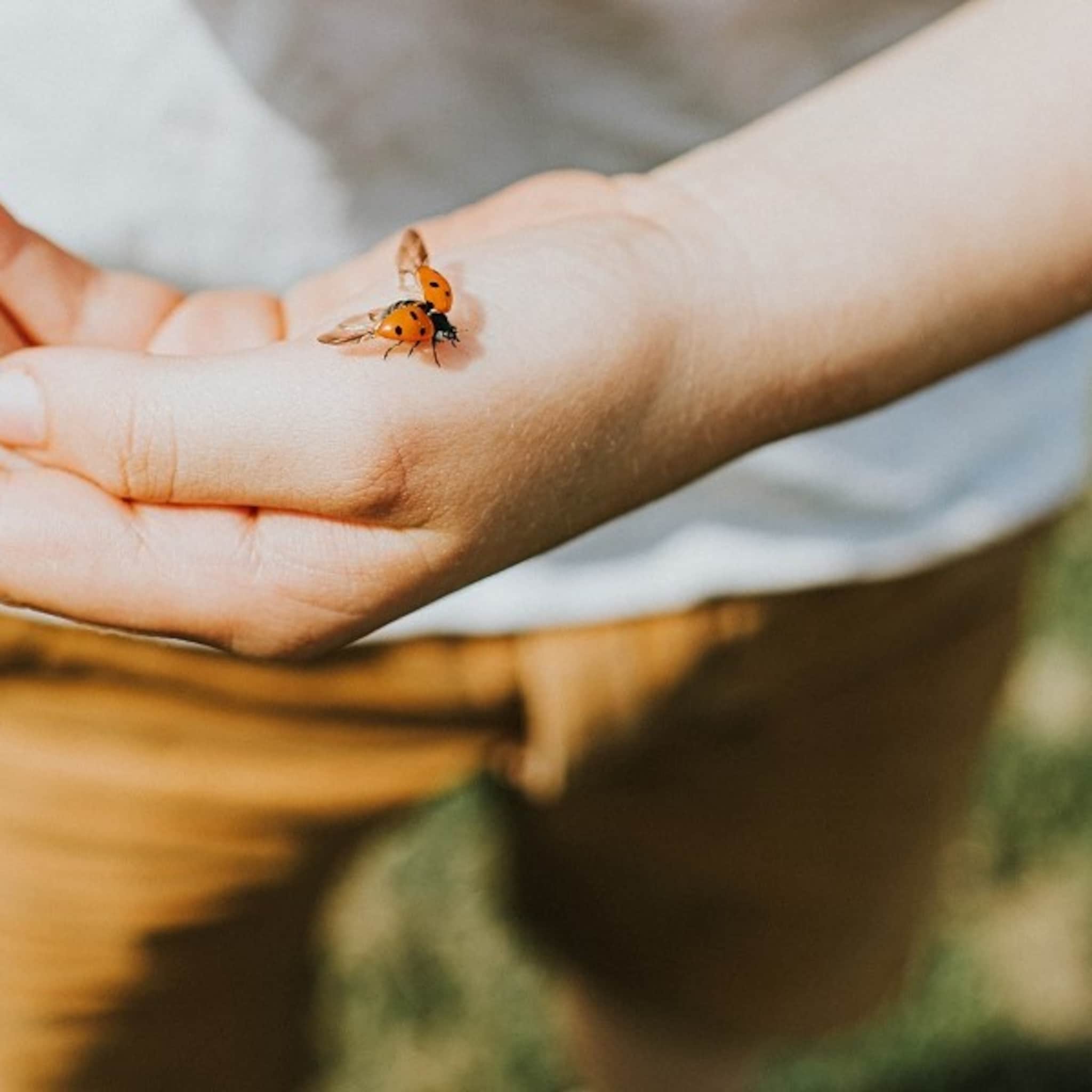 column juf sanne tijdens de picknick klinkt een schreeuw iew er zit een beestje op mijn arm