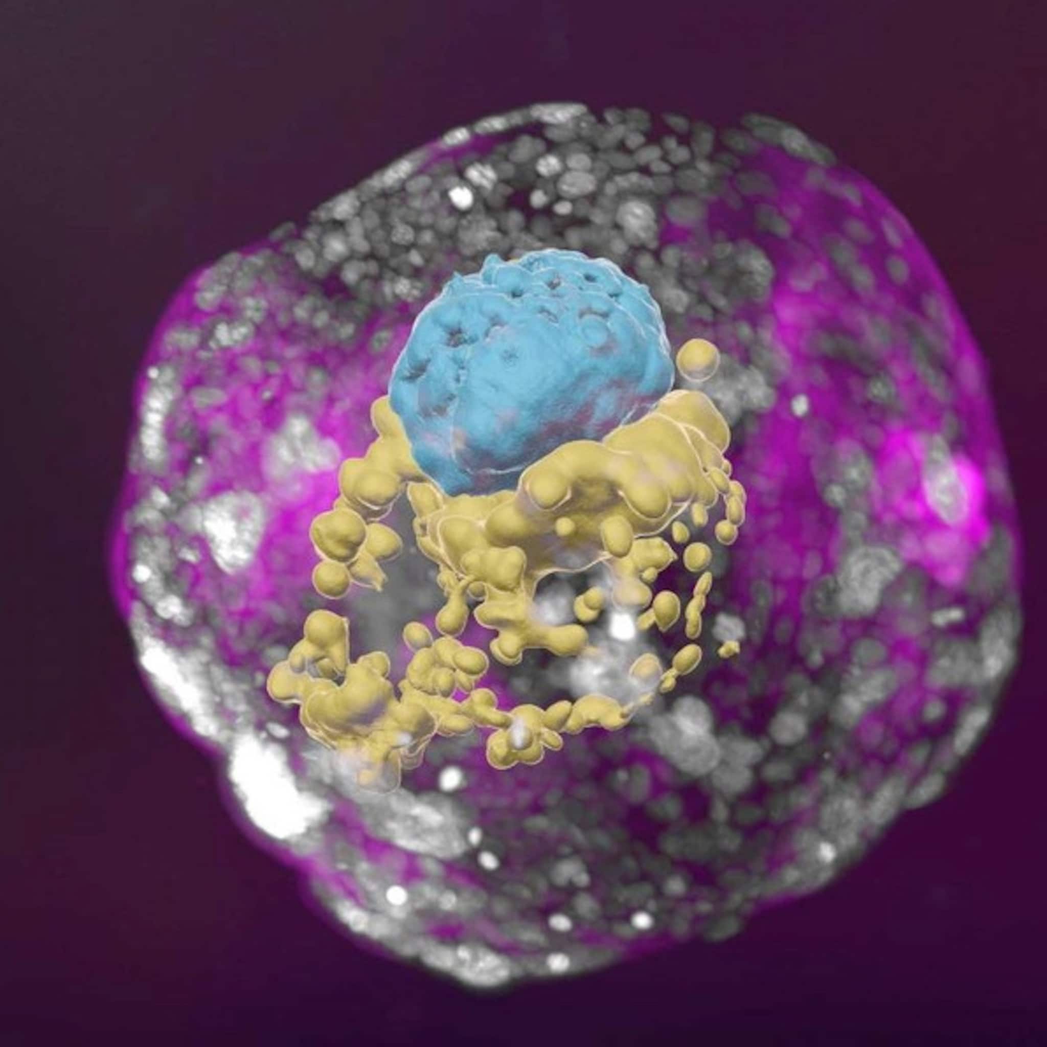 bijzonder wetenschappers kweken eerste menselijke embryo zonder sperma of eicel