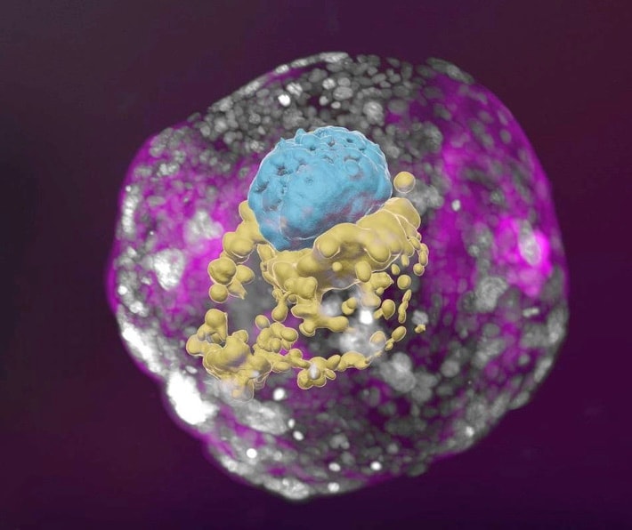 Het embryomodel heeft blauwe cellen (embryo), gele cellen (dooierzak) en roze cellen (placenta). Weizmann Institute of Science