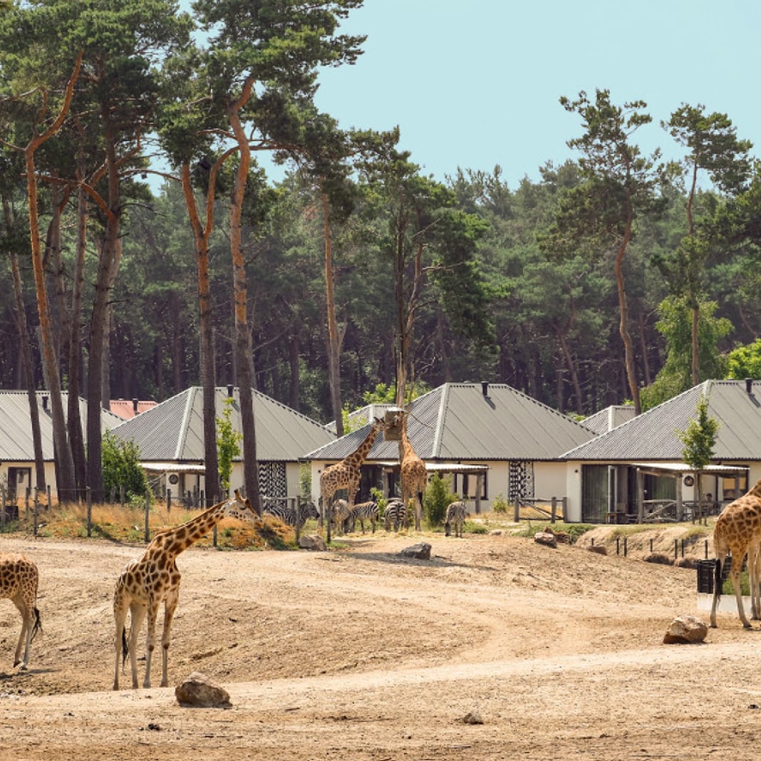 Vakantie in eigen land: 9 adressen met een baby of peuter - Beekse Bergen Beekse Bergen