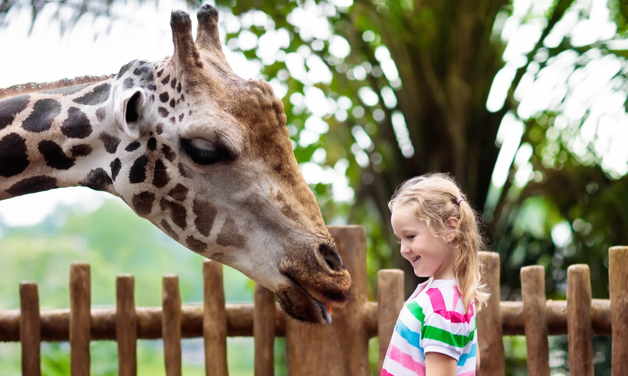 De leukste dierentuinen. Getty Images