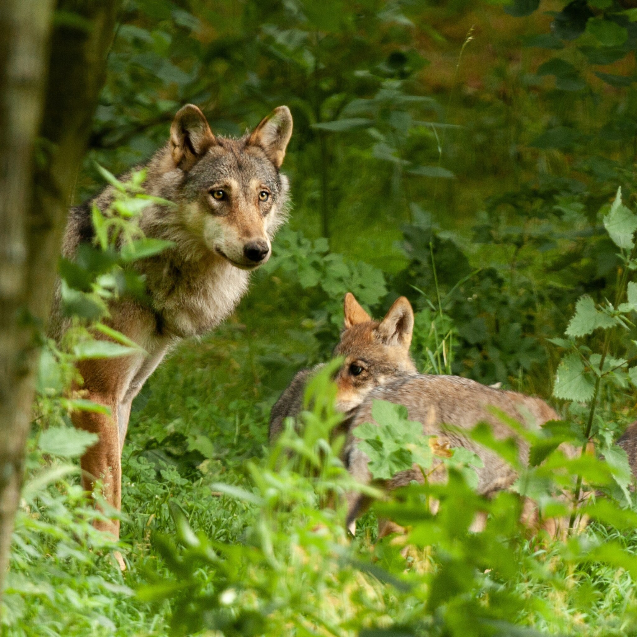 waarschuwing niet met kleine kinderen bos in vanwege wolf