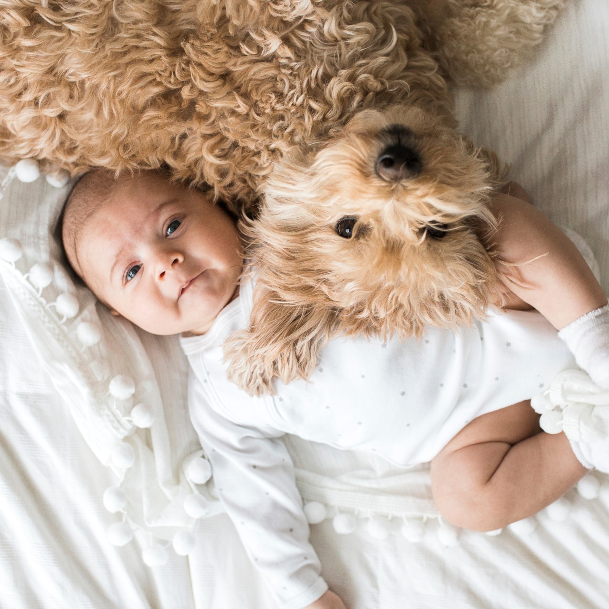 diergedragsexpert eerst baby daarna huisdier