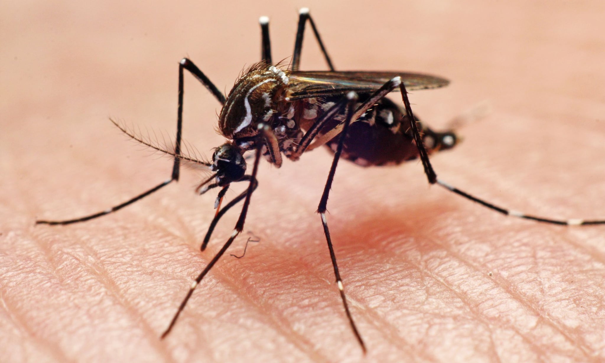 Zikavirus en zwangerschap Getty Images