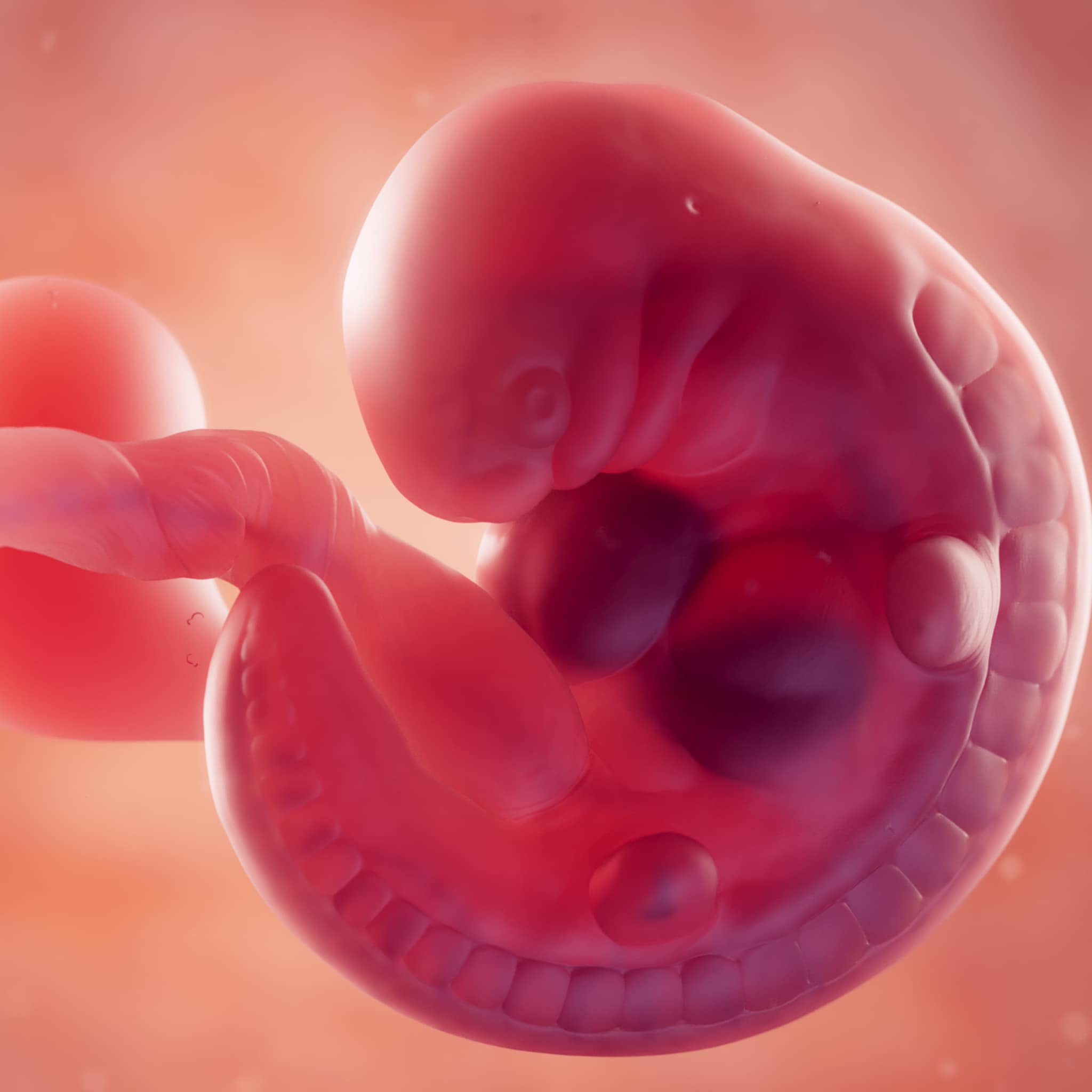de ontwikkeling van het embryo zo gaan de eerste acht weken van je baby