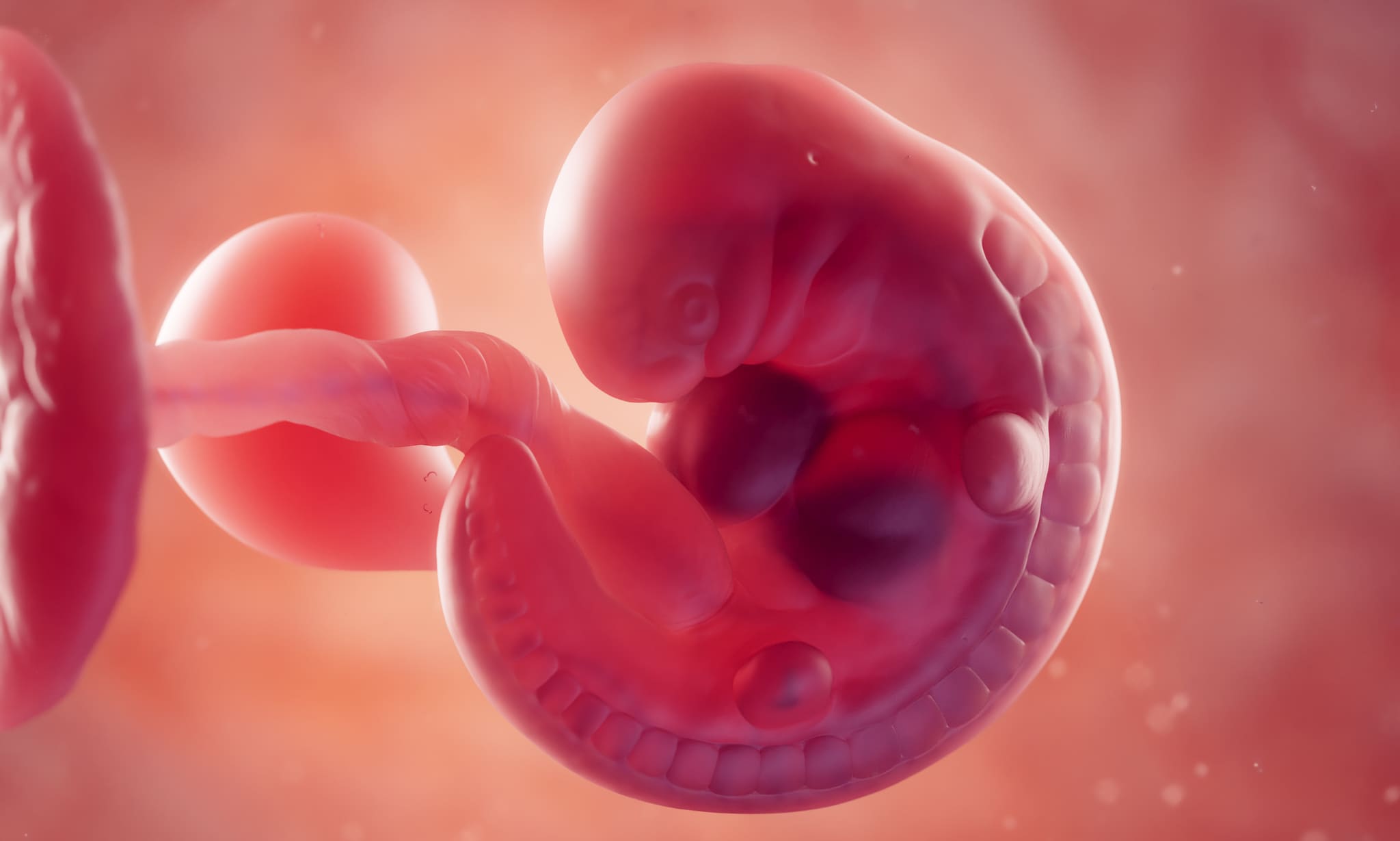 Alles over het embryo: de eerste acht weken van je baby Getty Images