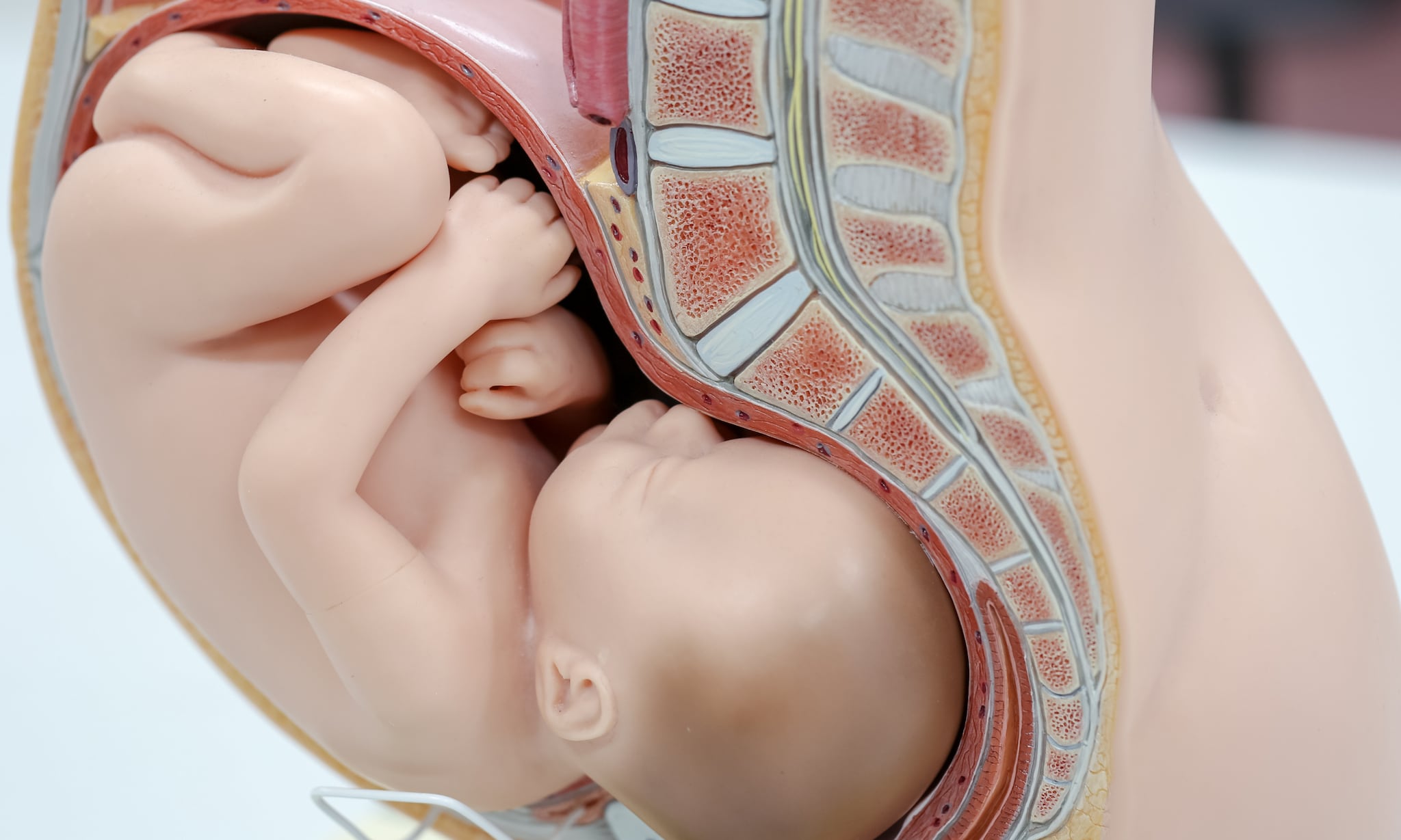 De placenta (moederkoek) wat is haar functie Getty Images