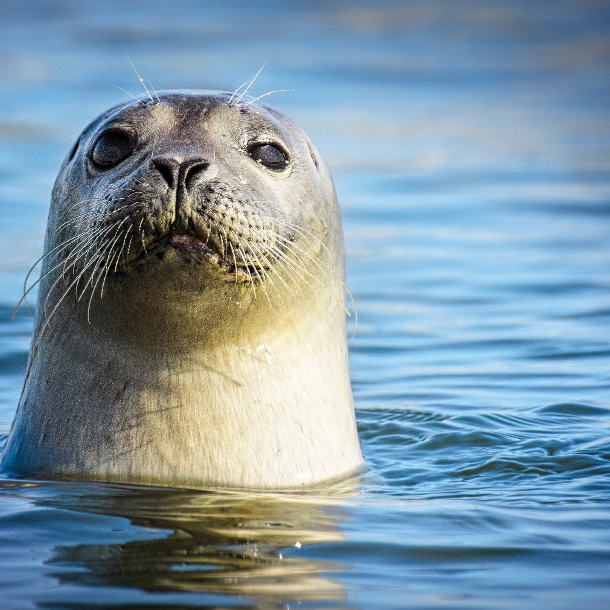 zeehondensnorharen redden te vroeg geboren baby s