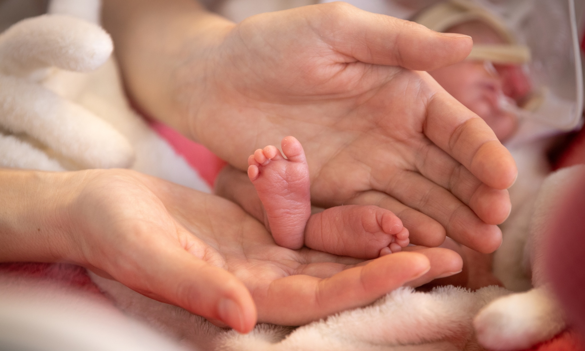 Voeten van premature baby in handen van volwassene. Getty Images