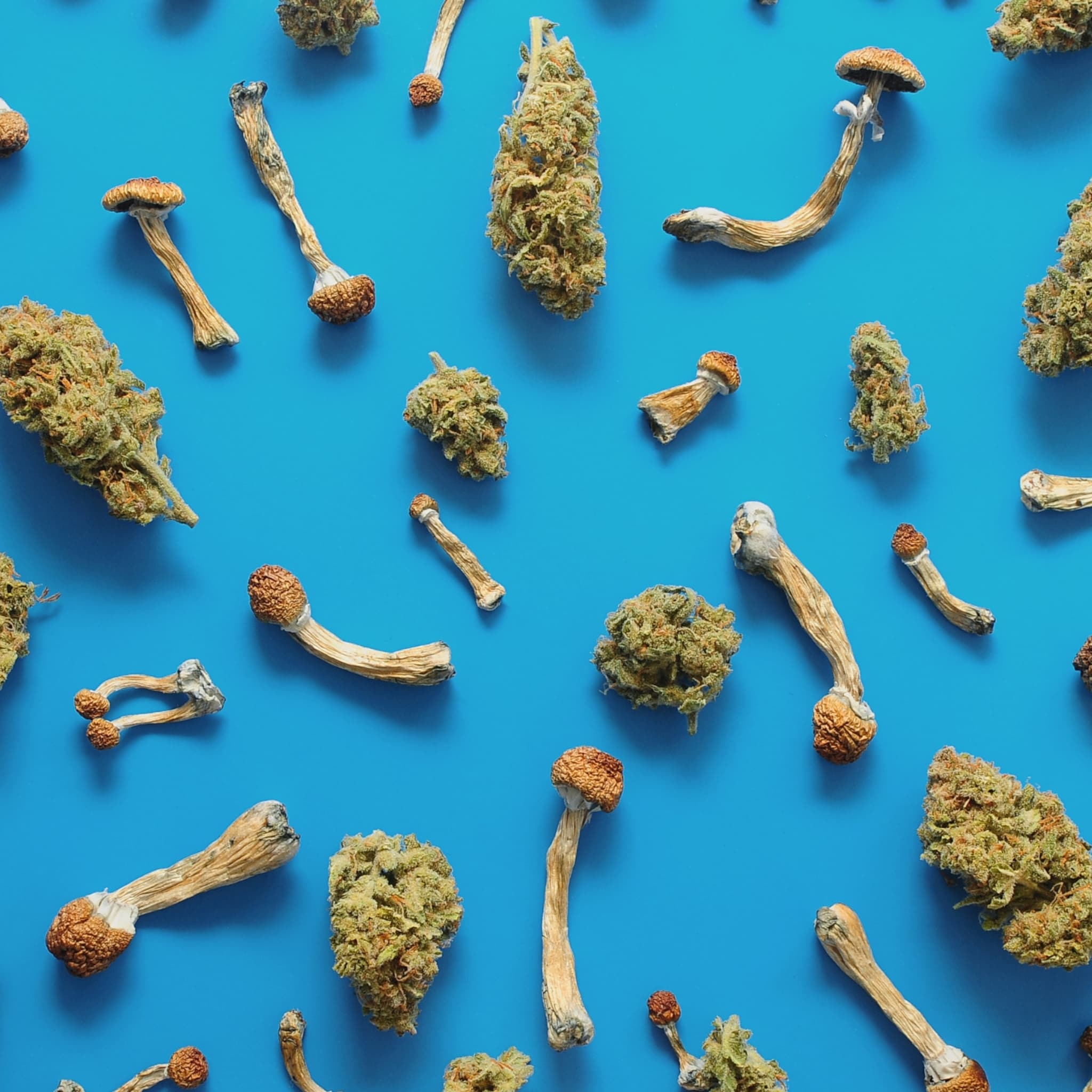 microdoseren voor ouders