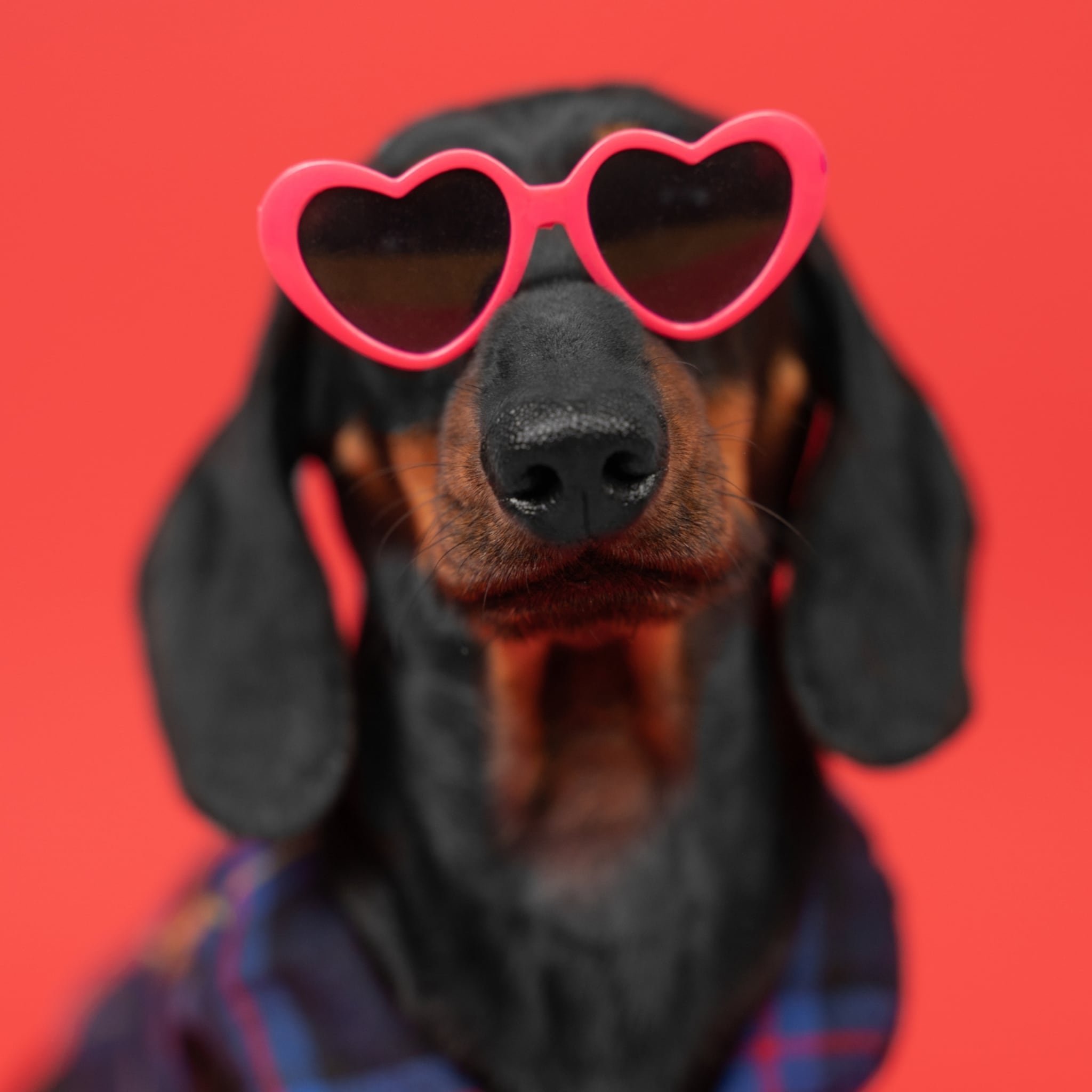 takkie carnavalskostuum kinderen volwassenen