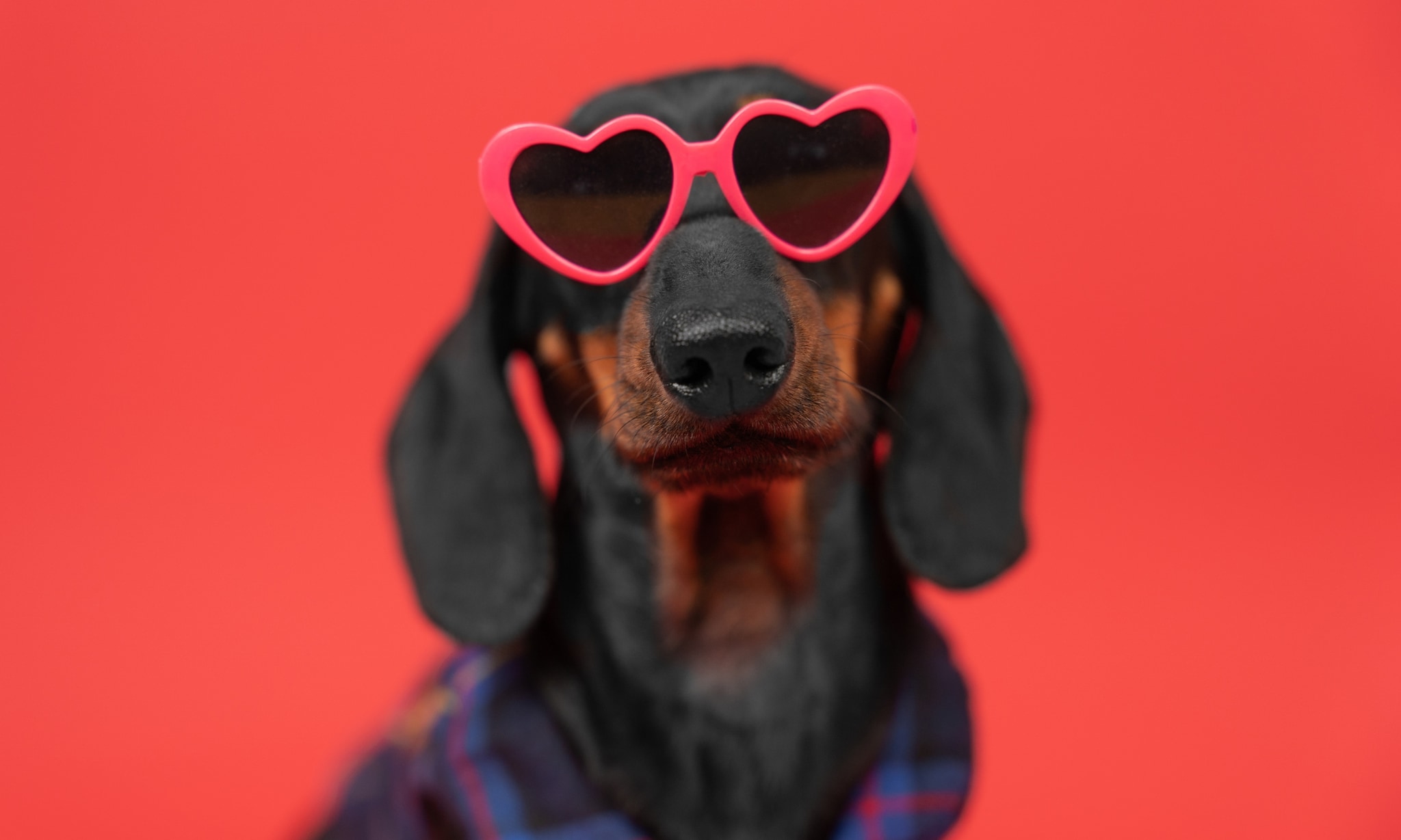 teckel met hartjeszonnebril, voor artikel over teckel takkie carnavalskostuum van hema Getty Images