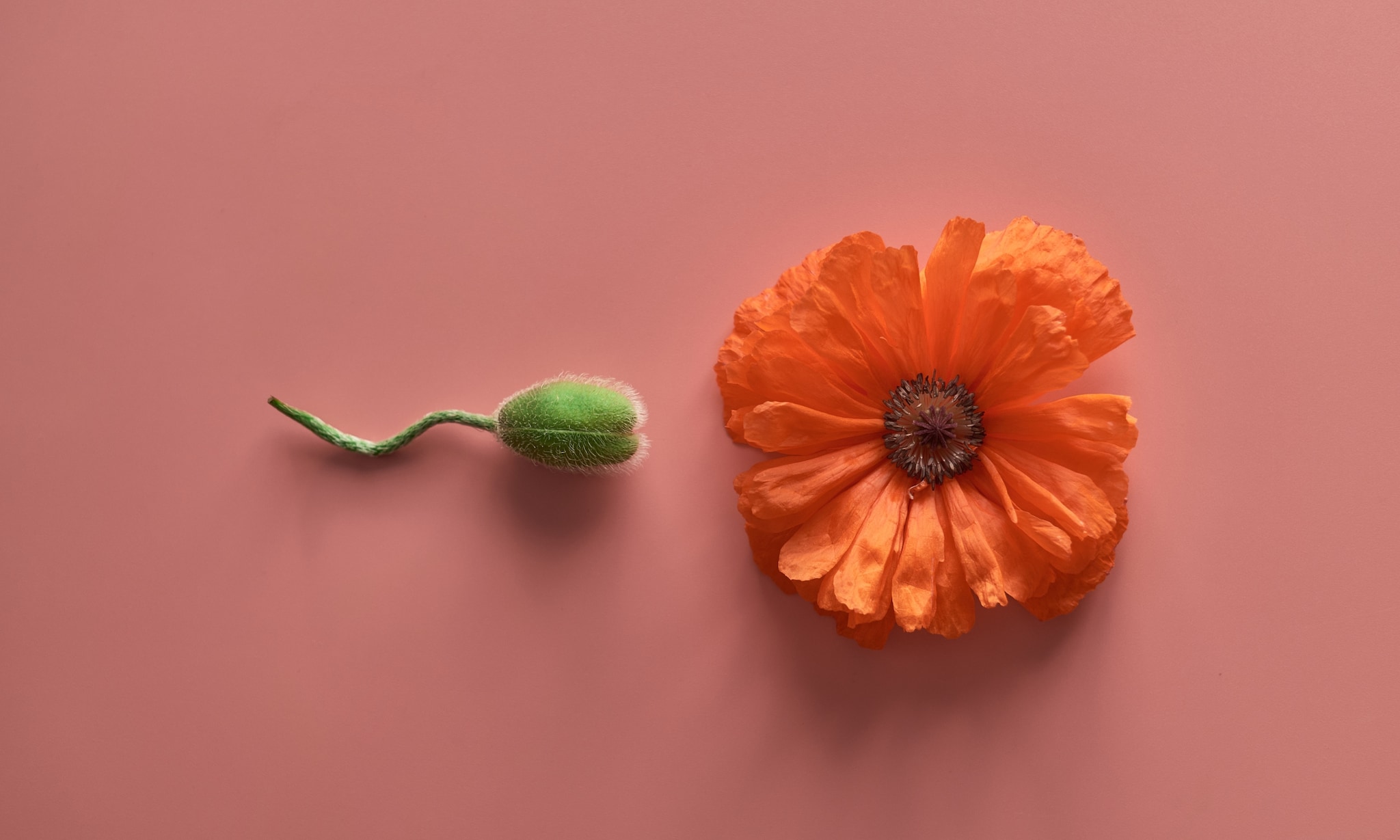 Vrouwen die cannabis roken zouden een groter risico lopen op miskramen en genetische afwijkingen bij baby’s.