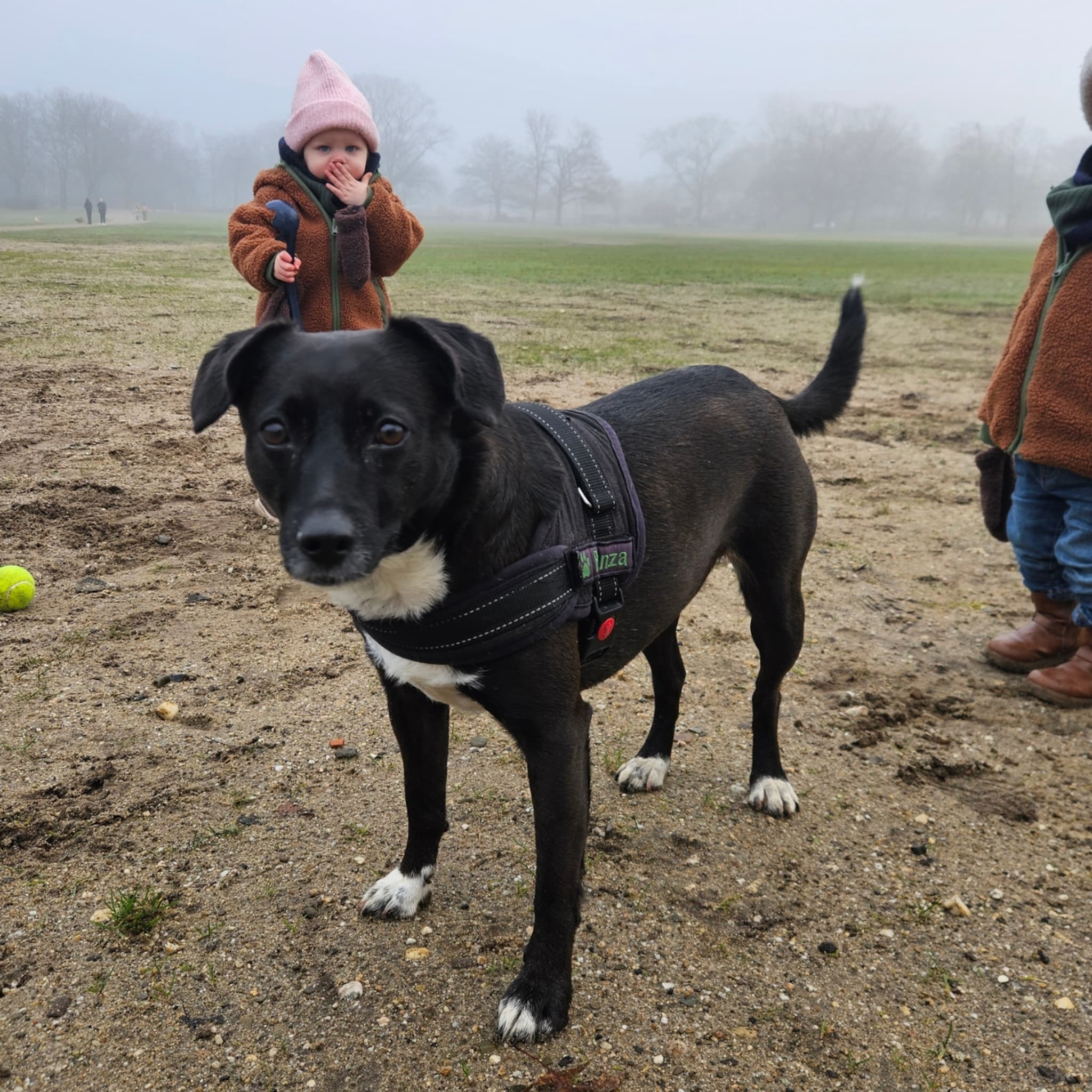 column dirk lotgerink tweeling hond