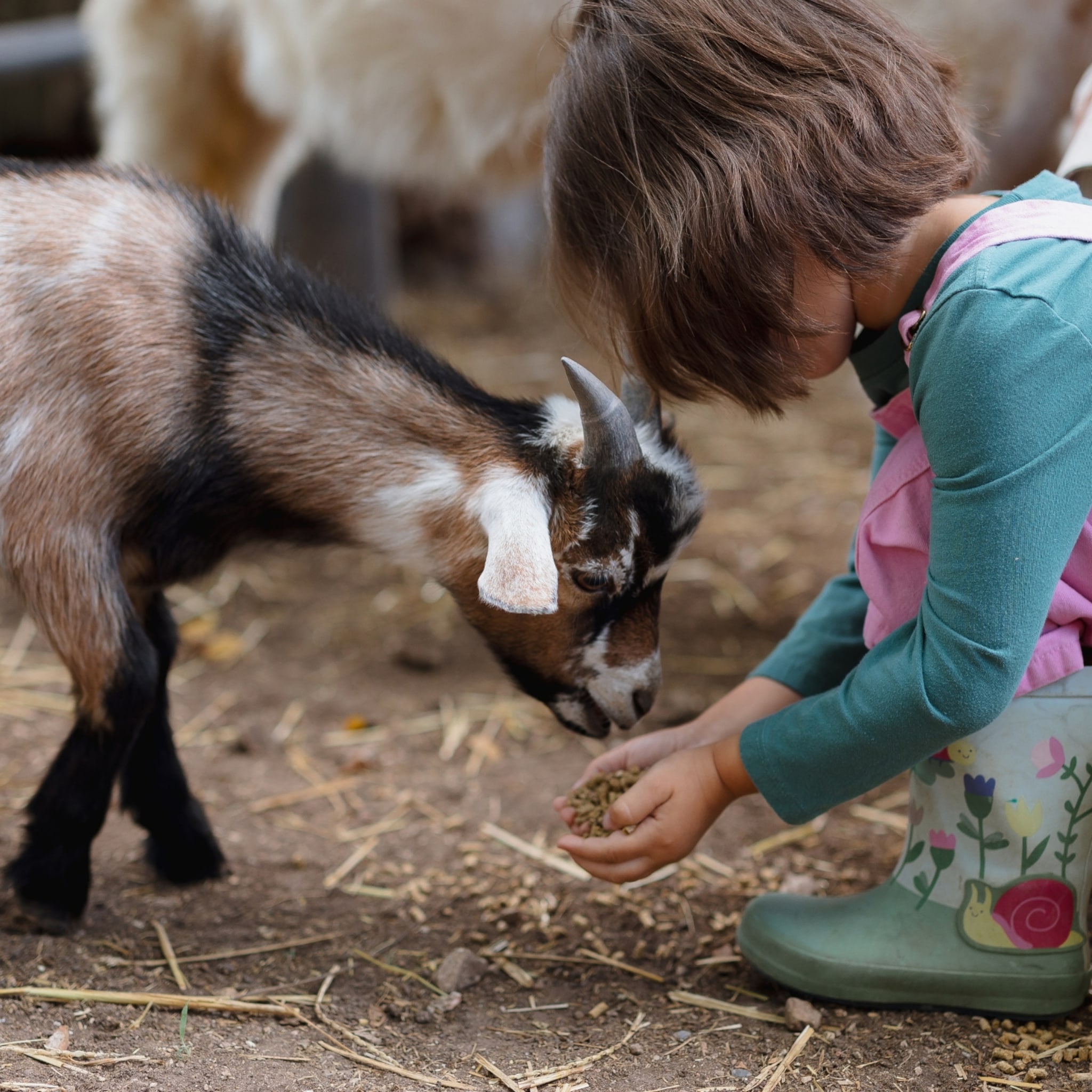 leukste kinderboerderijen voor peuters en kleuters